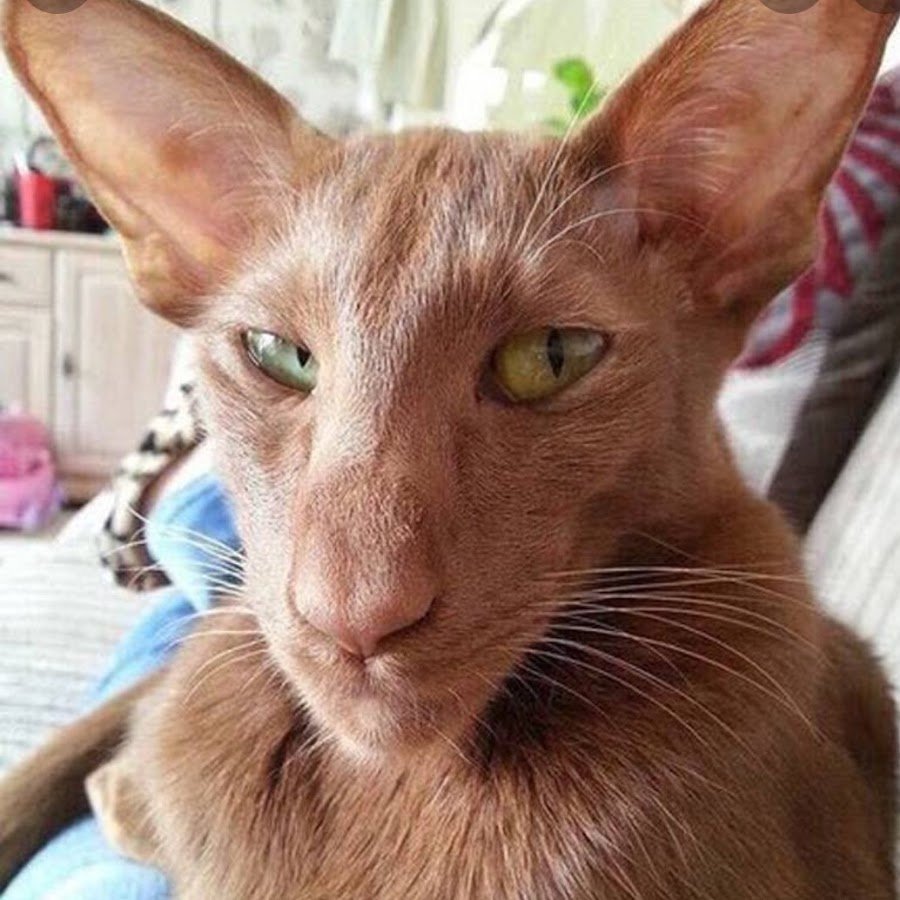 Носатый ориентальный кот