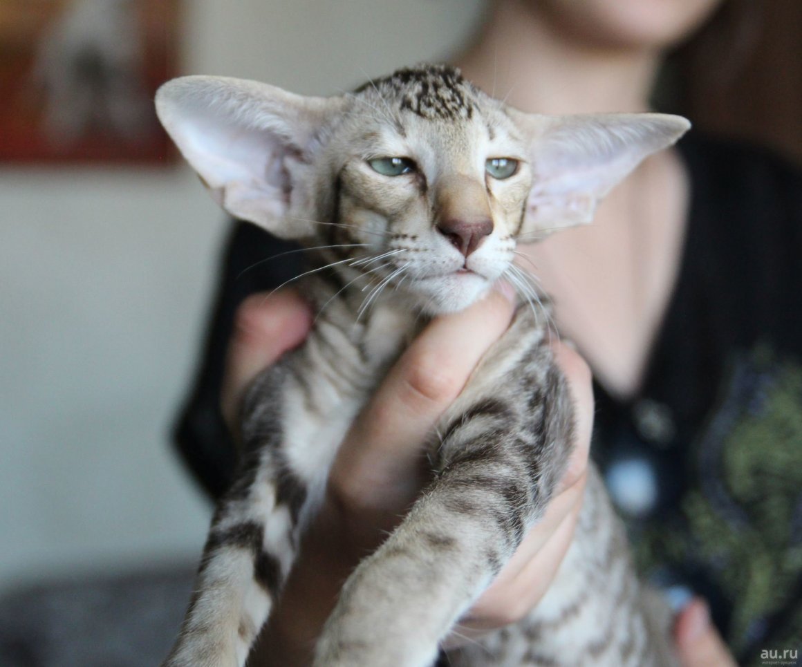 Кот породы Ориентал