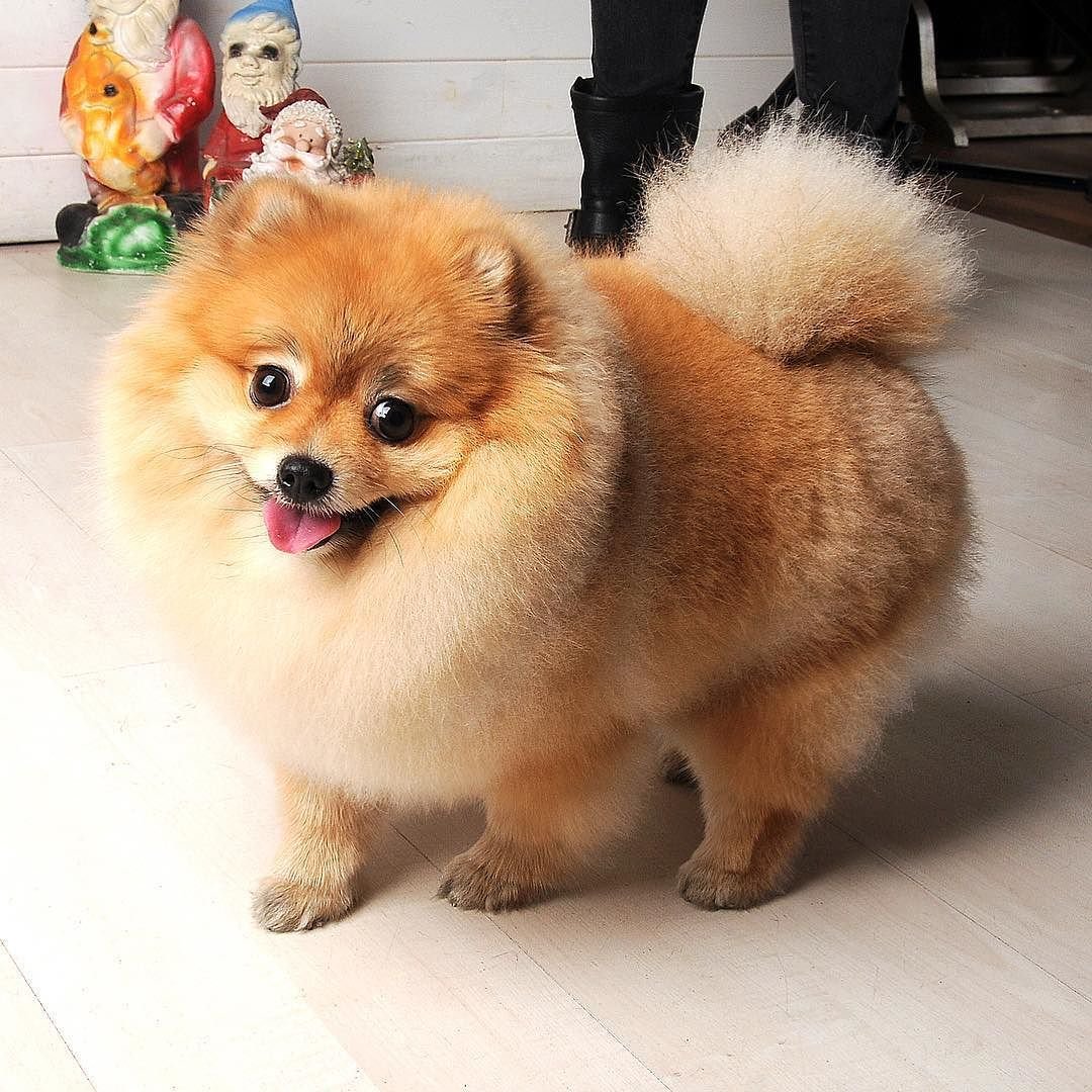 Померанский шпиц лисьего типа