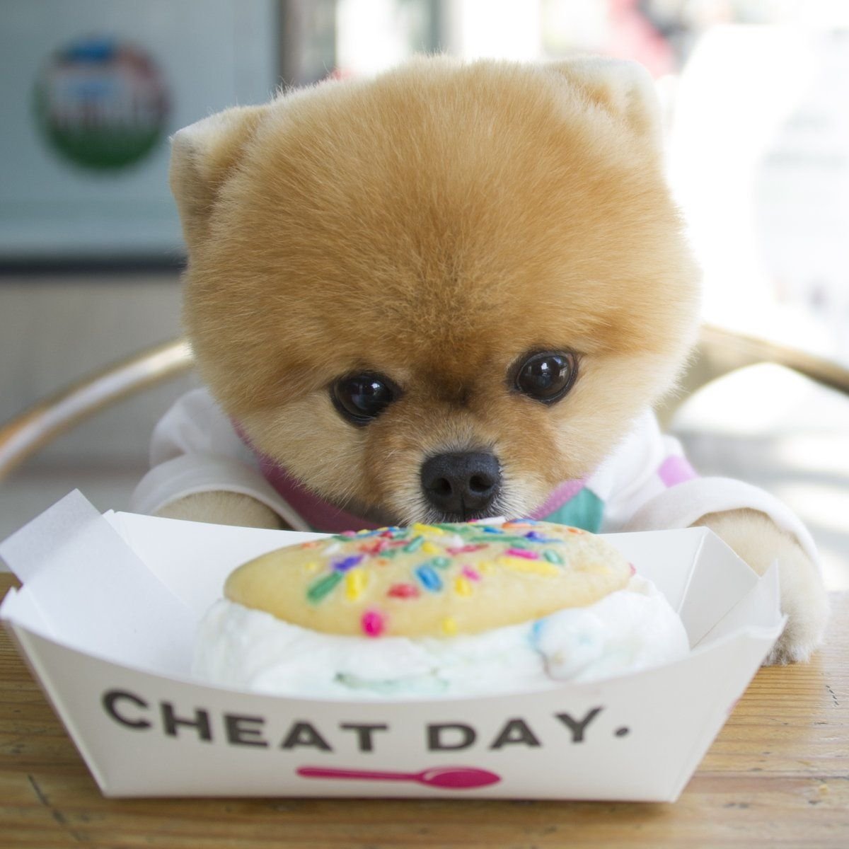 Померанский шпиц Лисичка белый