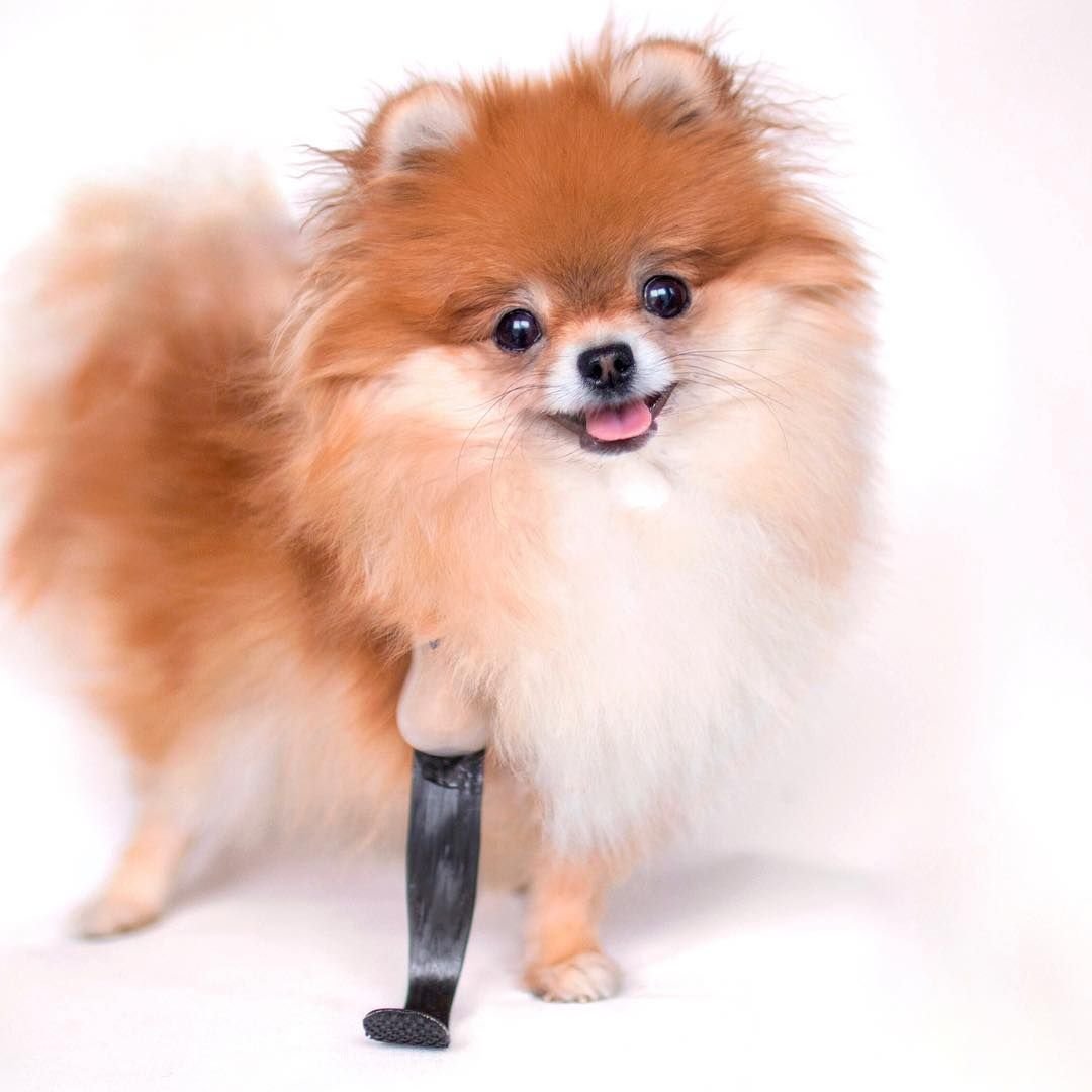 Шпиц померанский карликовый белый