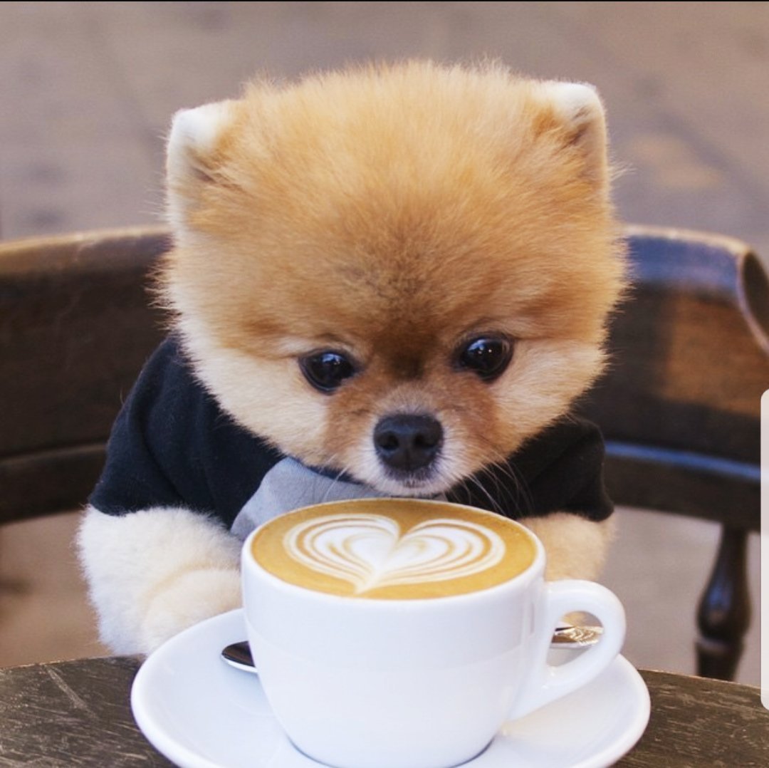 Корги Эстетика