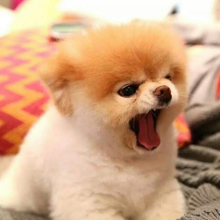 Шпиц померанский карликовый