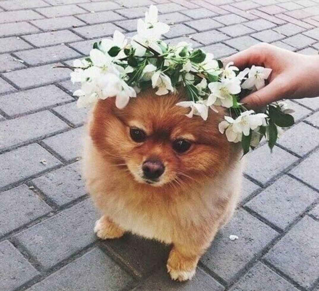 Смешной мопсик