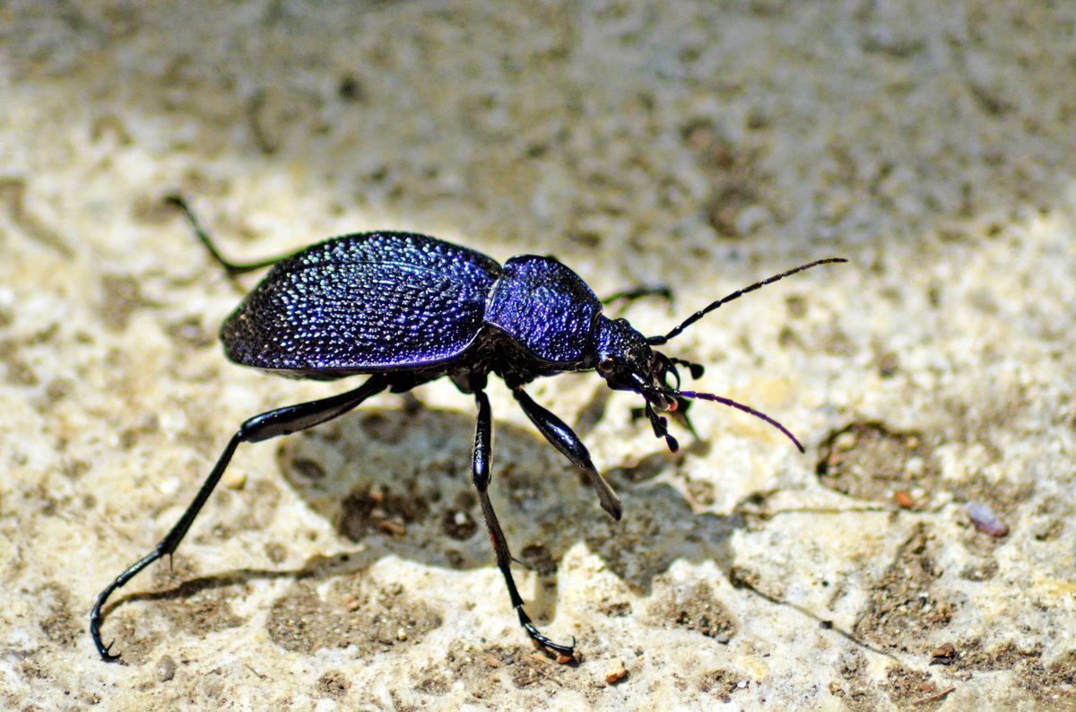 Cysteodemus wislizeni