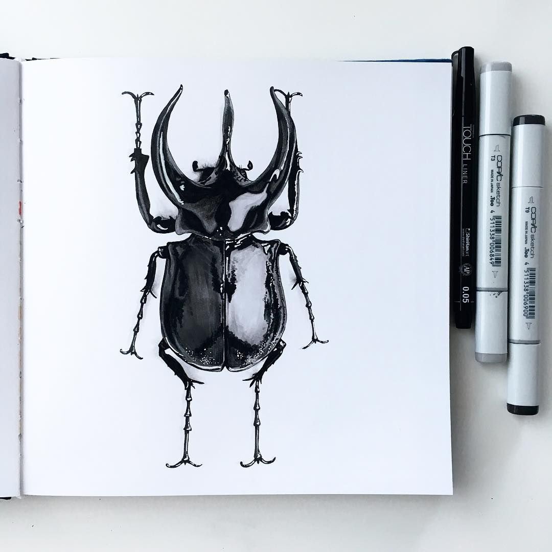 Жук Листоед ильмовый