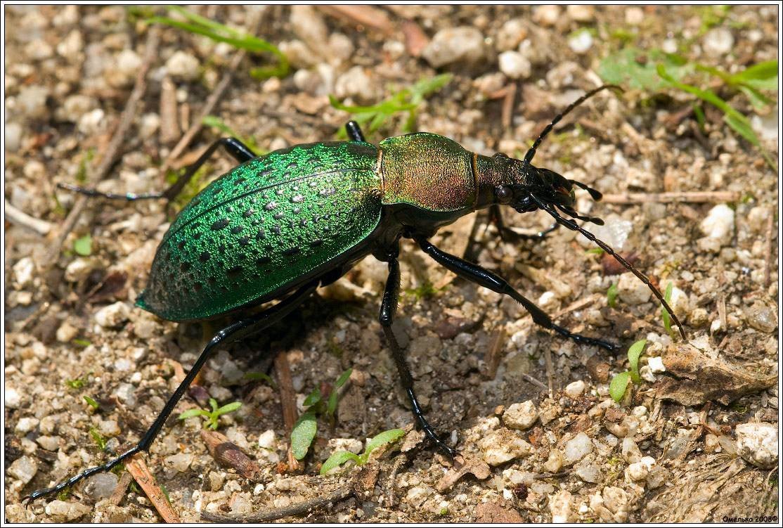 Жук на травинке