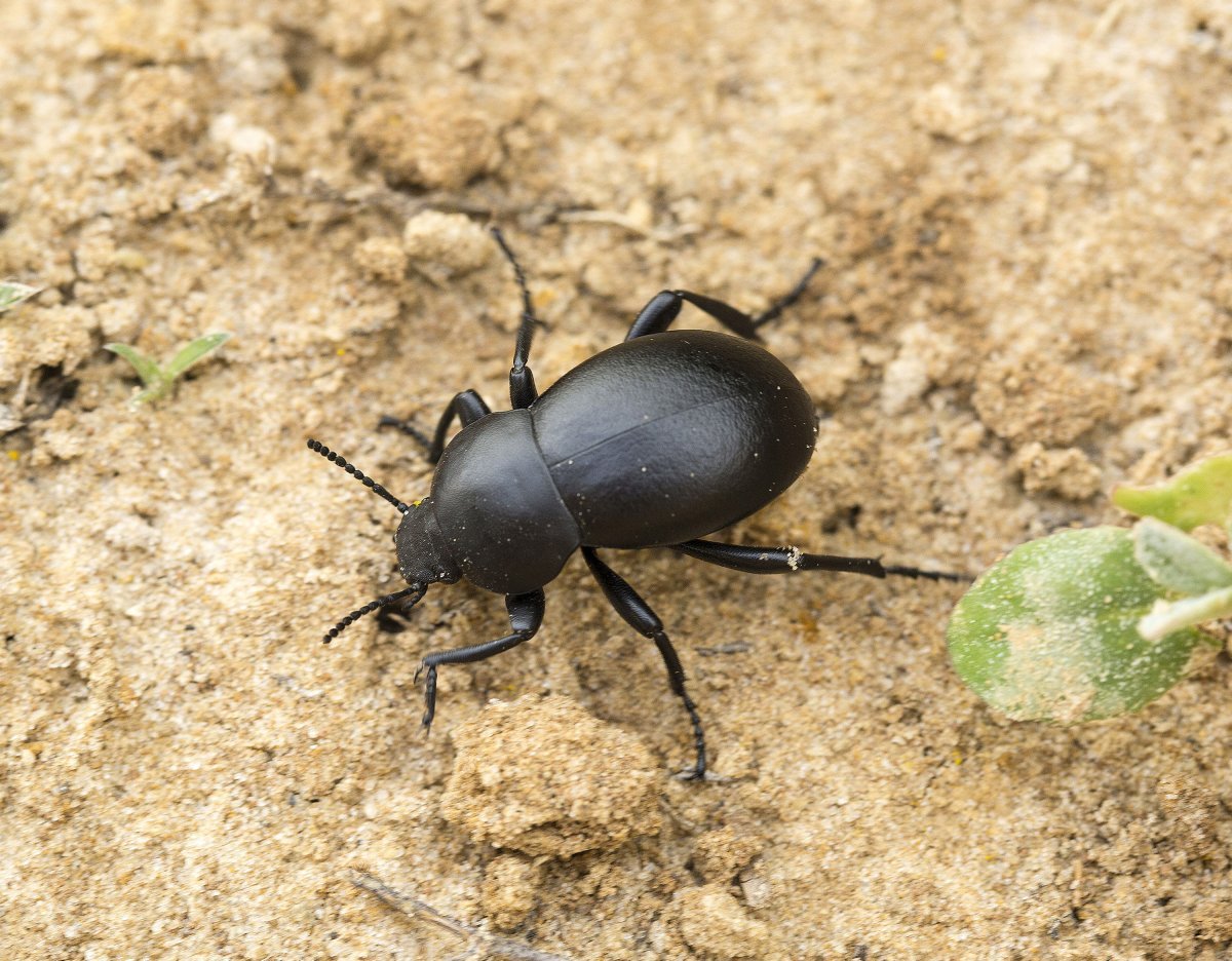 Жук Луговой чёрный