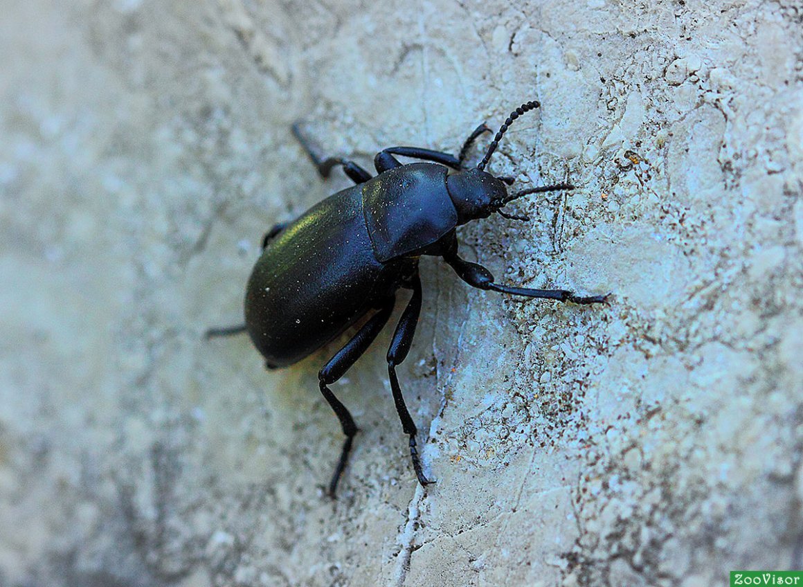 Жук короед долгоносик