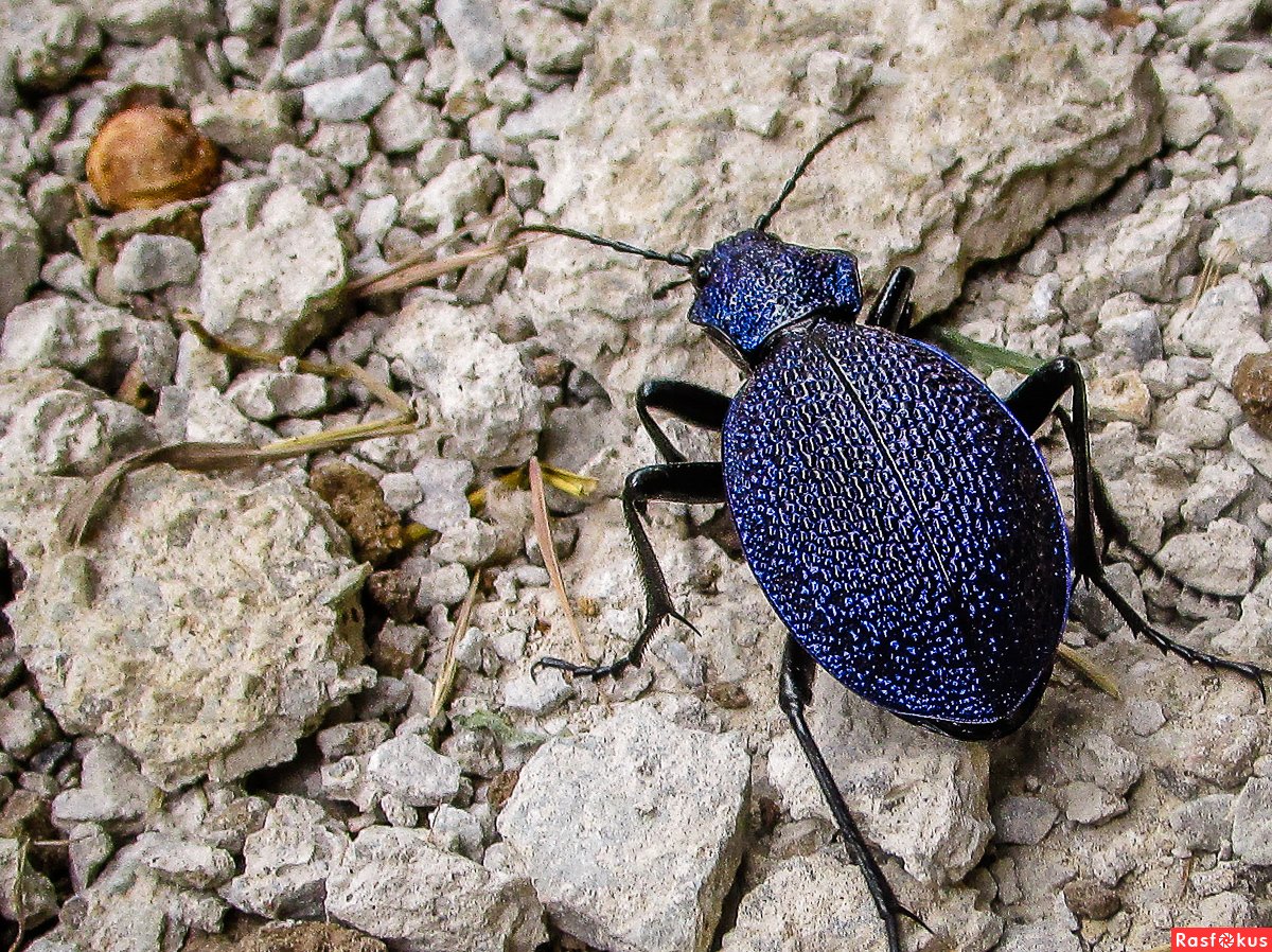 Безглазик Жук