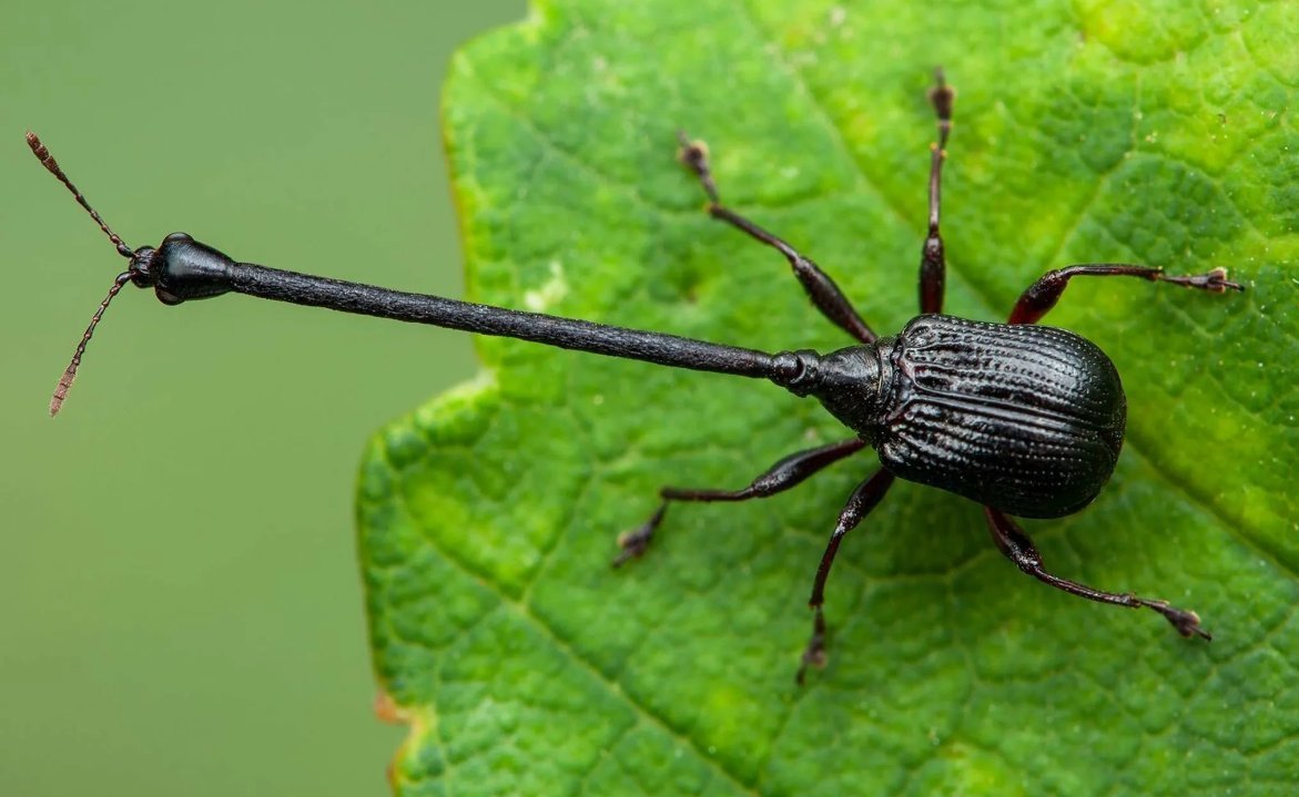 Жук Рогач Крымский