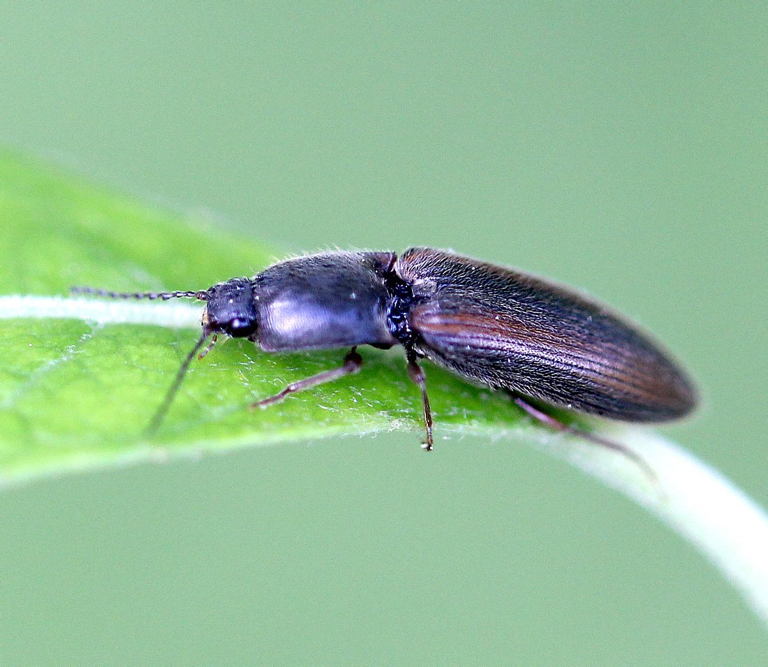 Синий Жук  Meloe violaceus