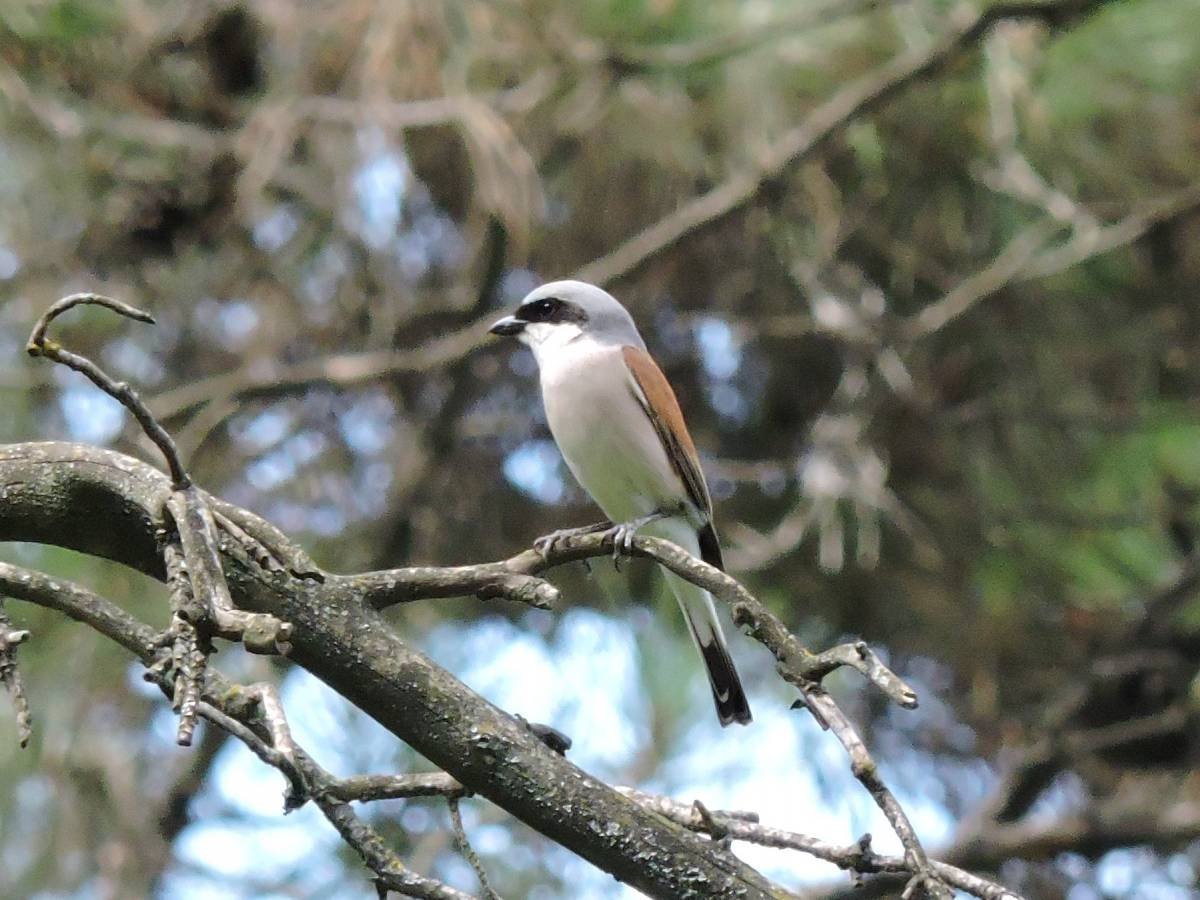 Певчие птицы Северного Кавказа