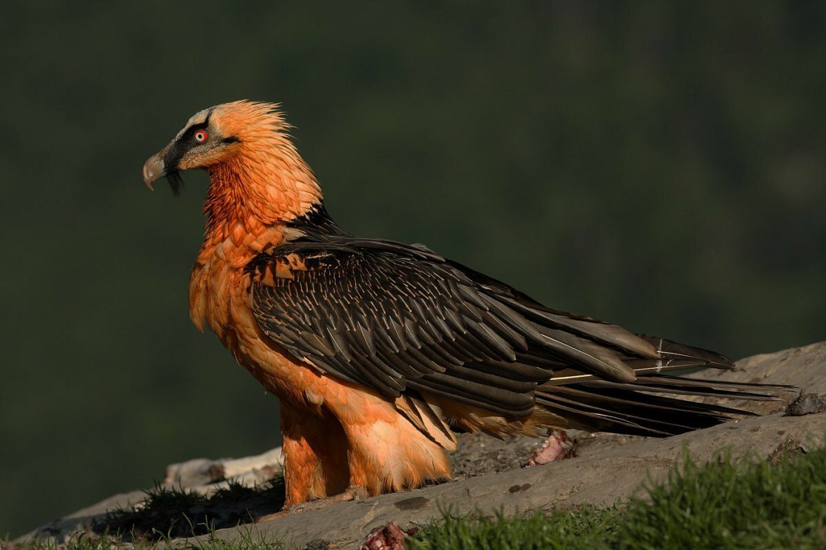 Ягнятник Бородач птица красная