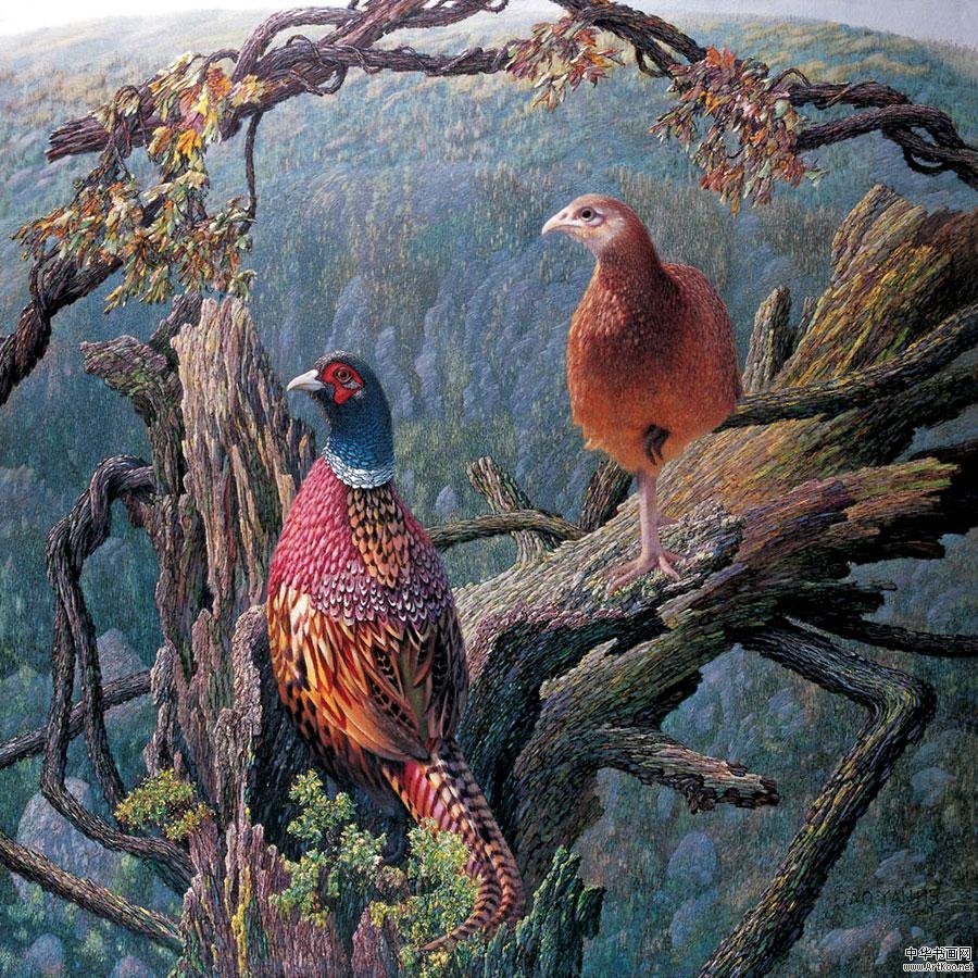 Хоук ястреб