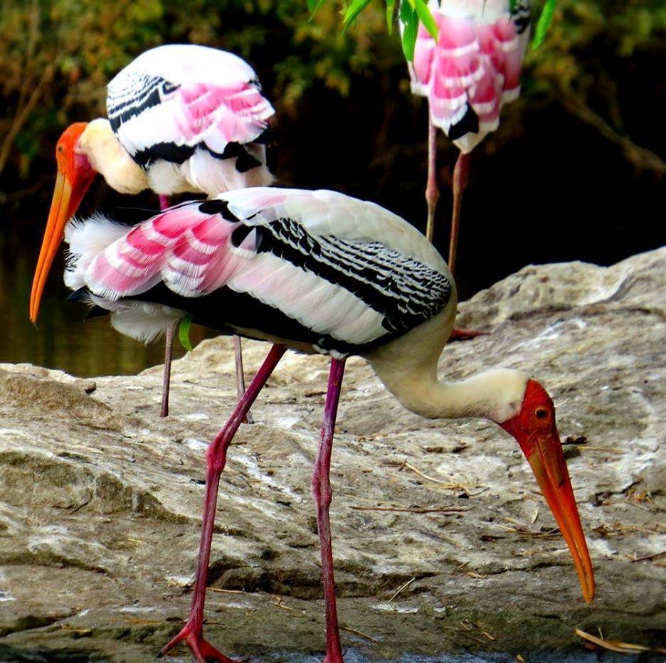 Беркут и белоголовый Орлан