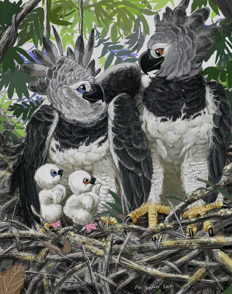 Пинтерест птички