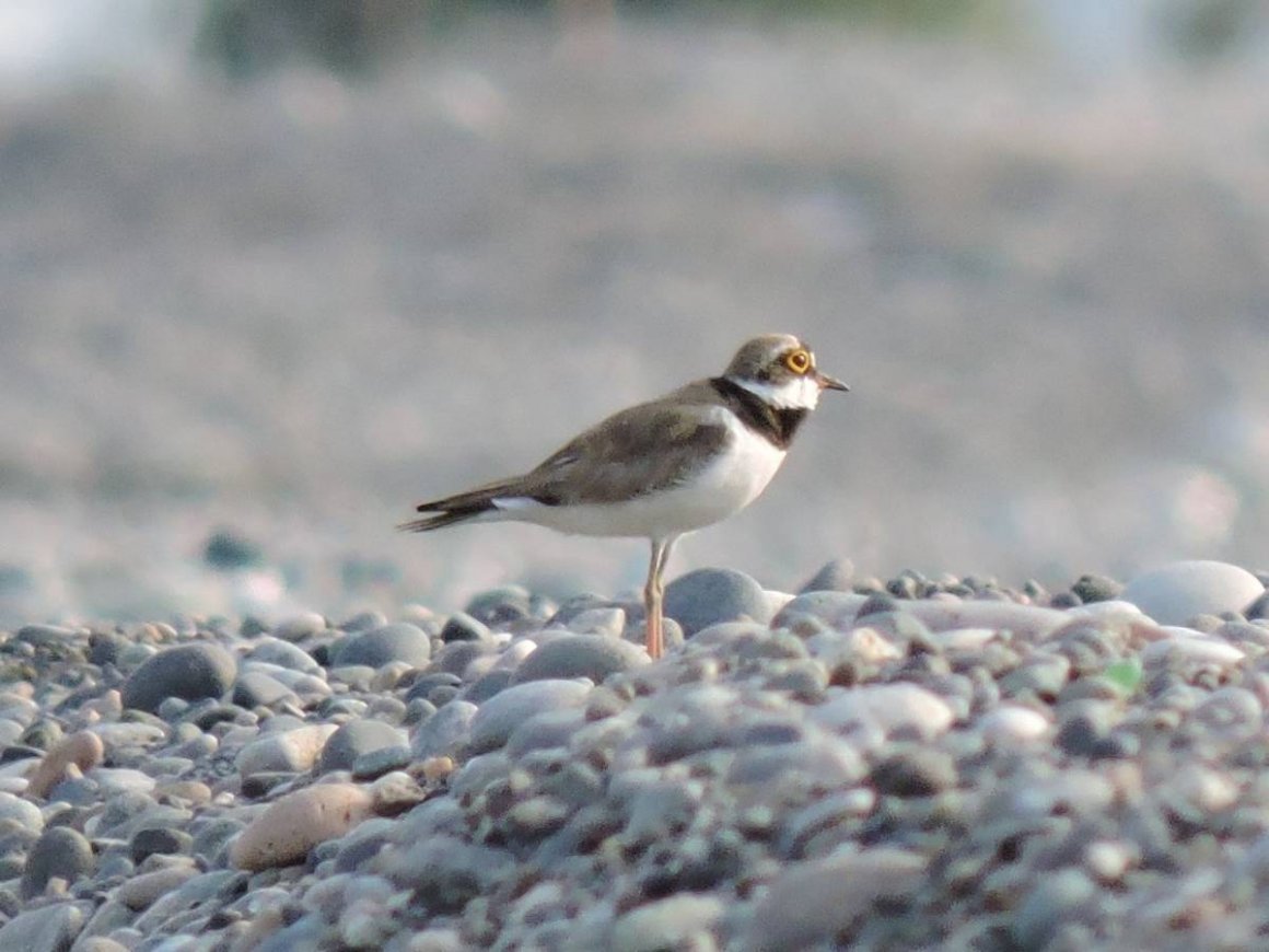 Горные птицы Грузии