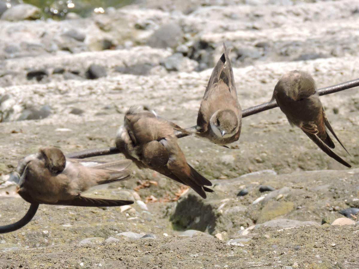 Красная Райская птица paradisaea rubra