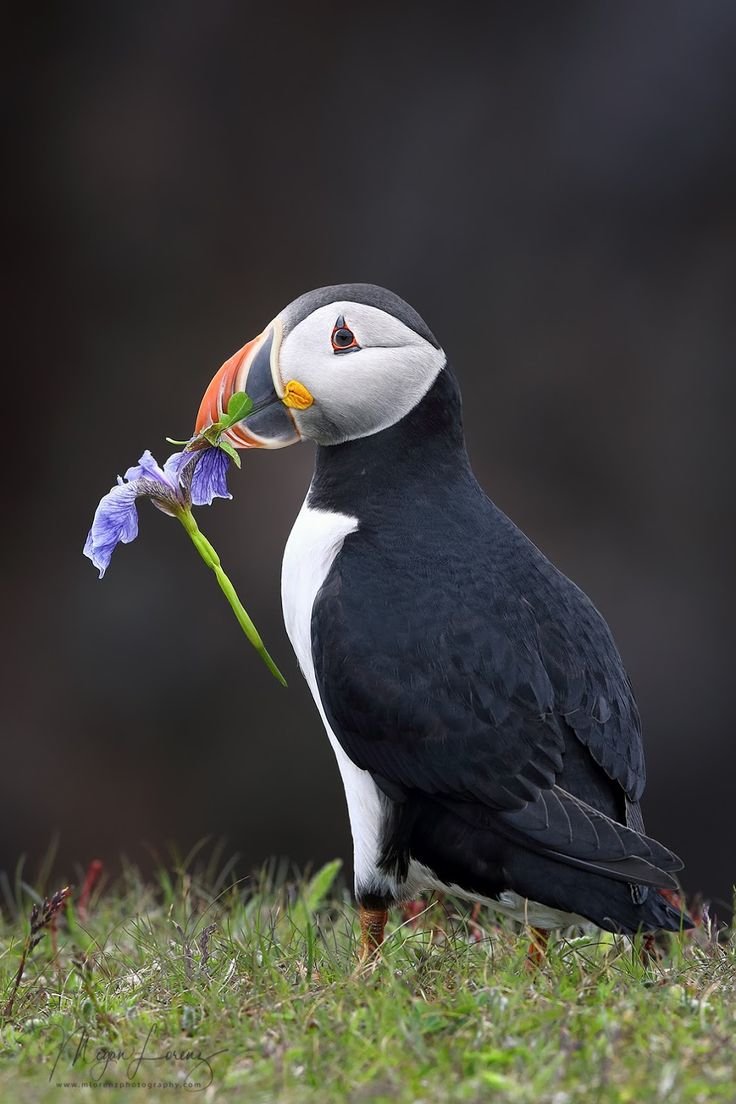 Пуффин птица Пингвин