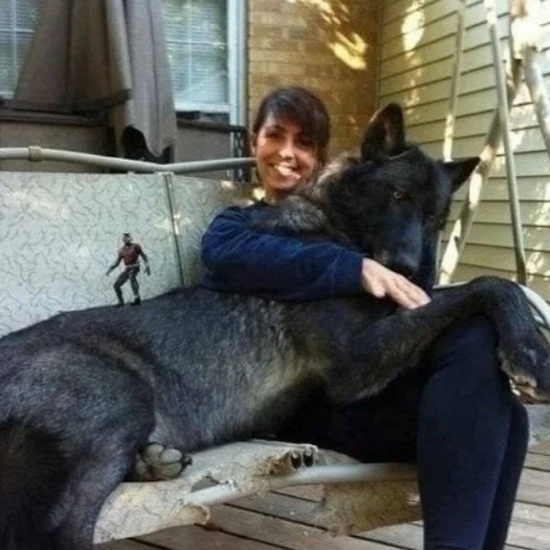 Вулф путешествие