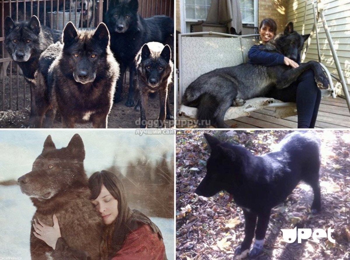 Канадский волкособ вольфхунд