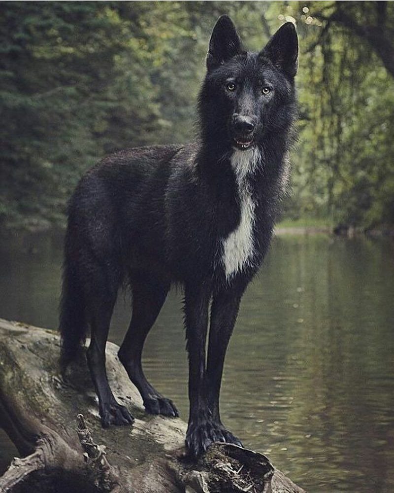 Волкособ черный