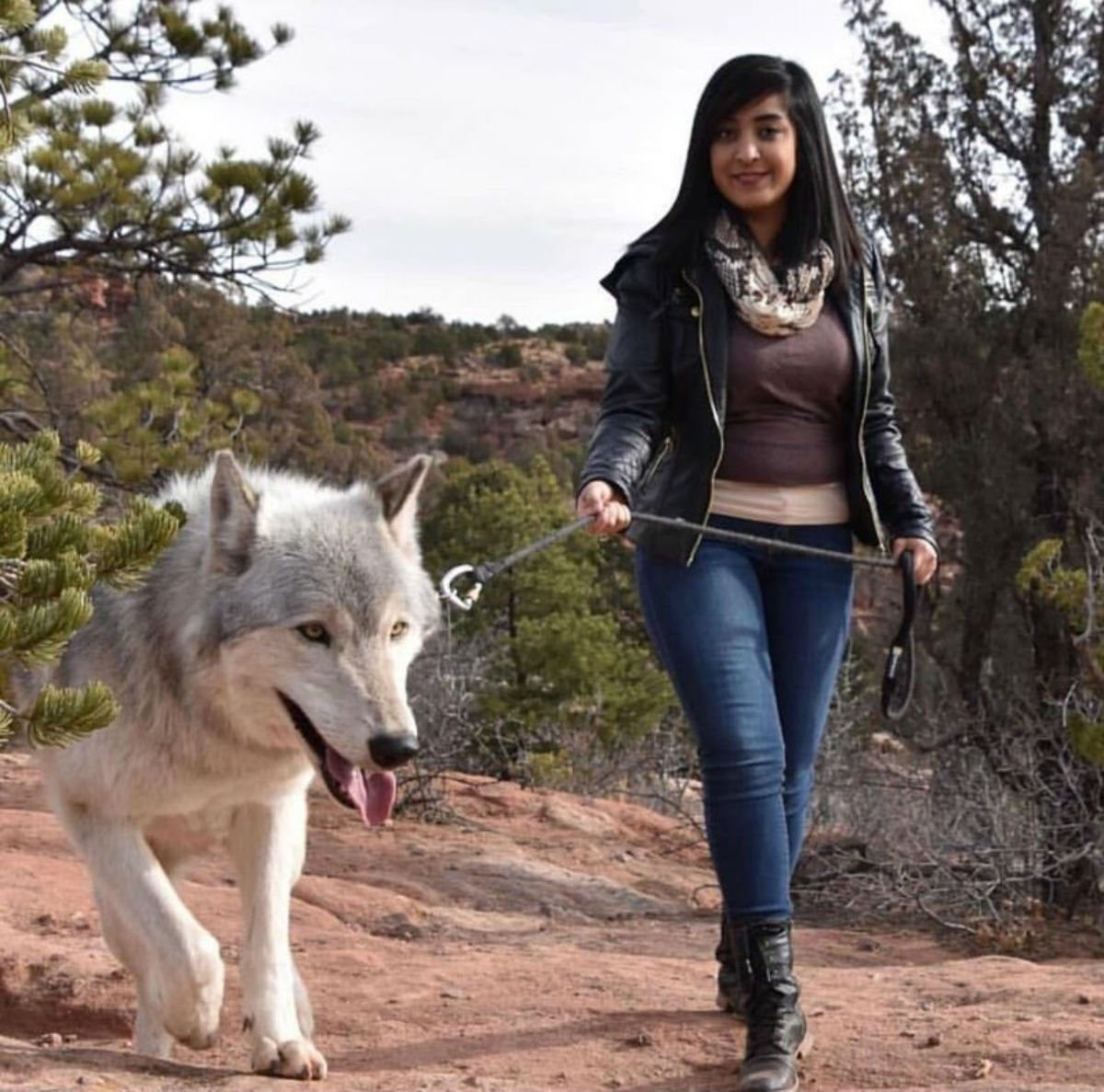 Вольфхунд белый