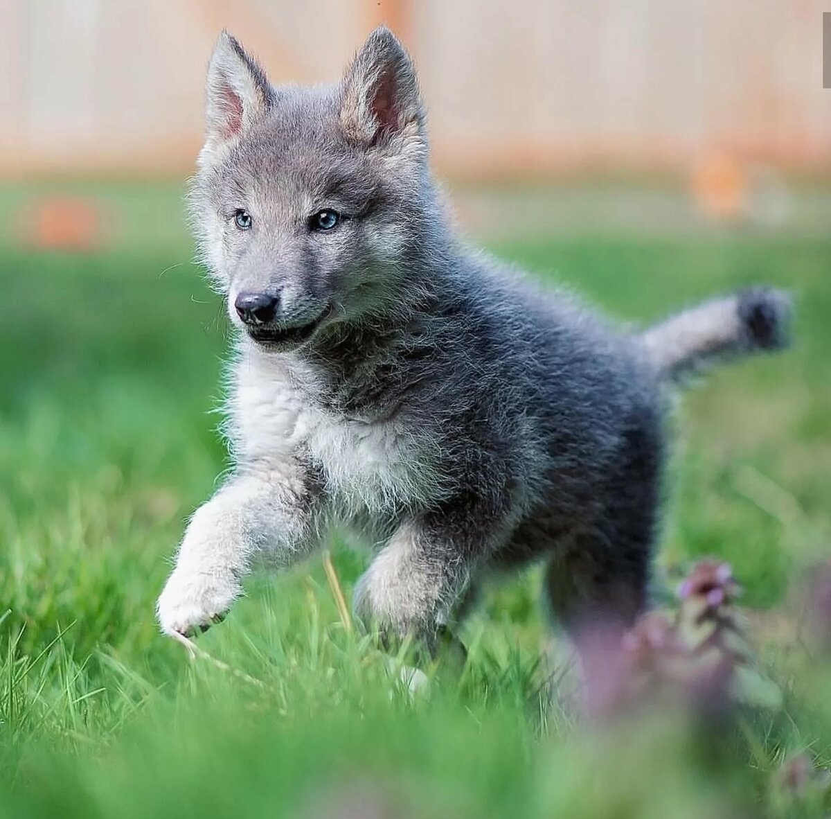 Волкособ гибрид волка