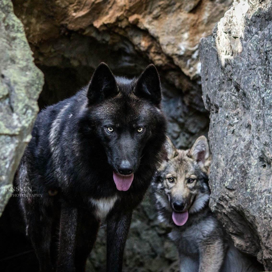 Канадский волкособ