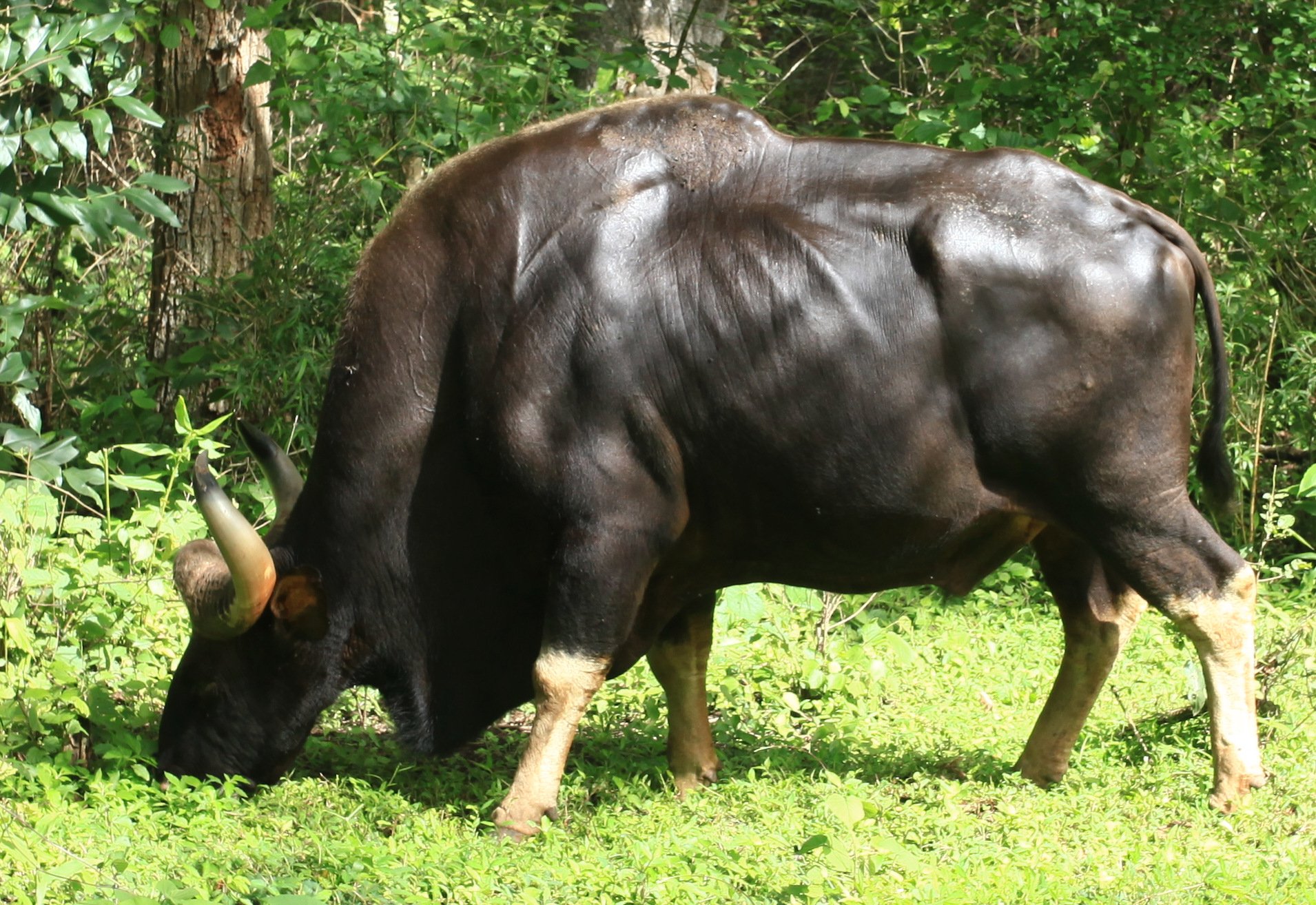 Самое крупное парнокопытное. Гаур бык. Гаур гаял. Индийский бык Гаур. Индийский Лесной бык Гаур.