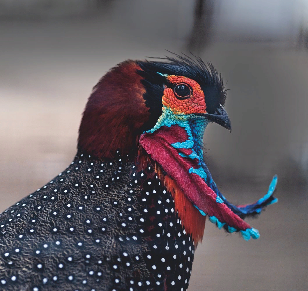 Катманду птица