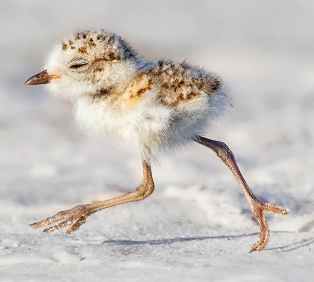 Евразийский Филин размах крыльев