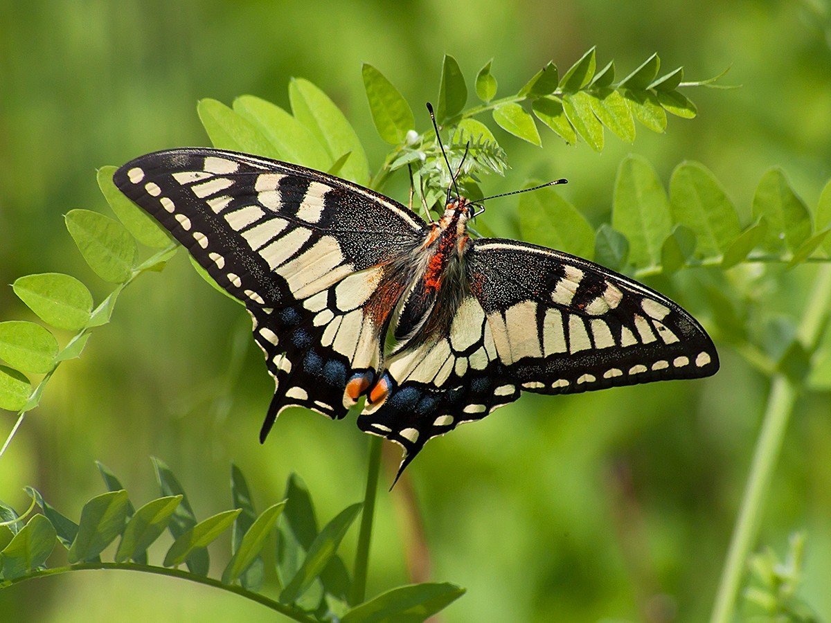 Бабочка парусник Махаон