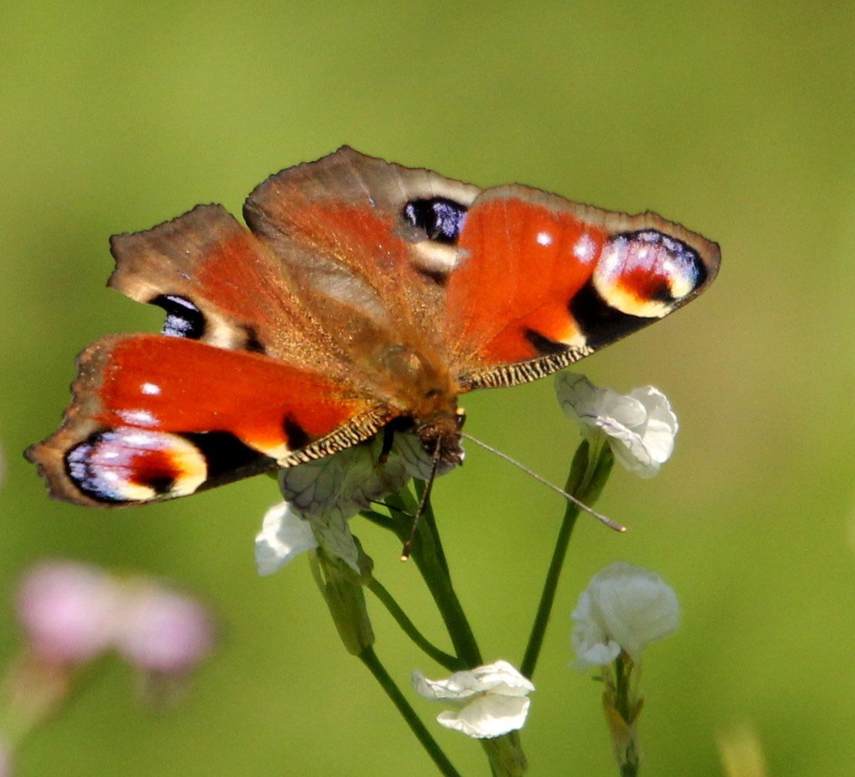 Бабочка Бражник-хоботник