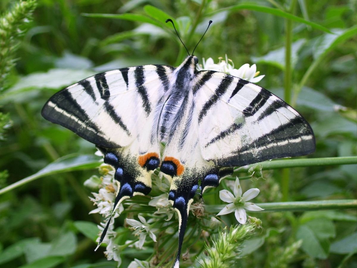 Алкиной (Atrophaneura Alcinous)