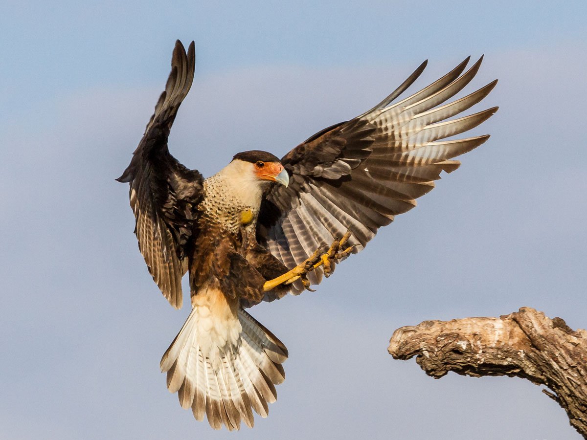 Ушастая Сова размах крыльев