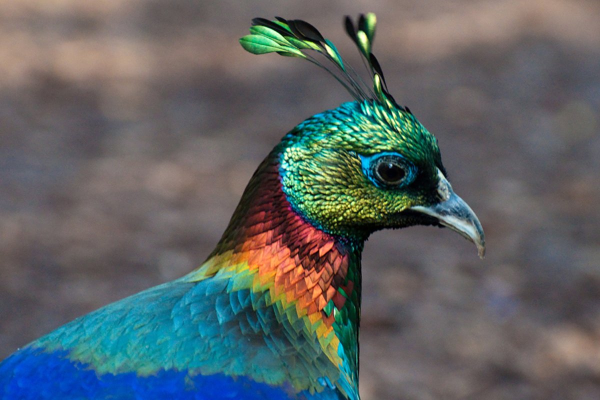 Лофофор Гималайский монал