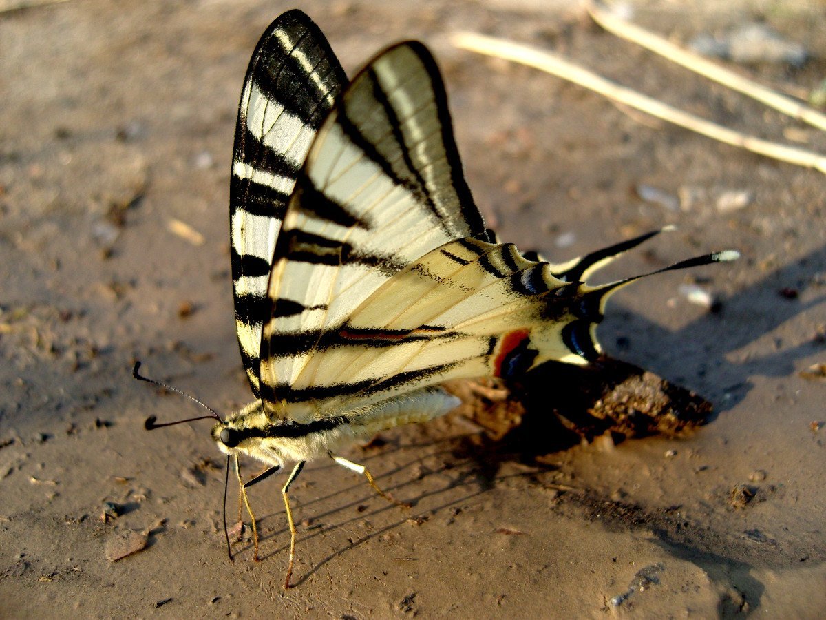 Парусник Алексанор