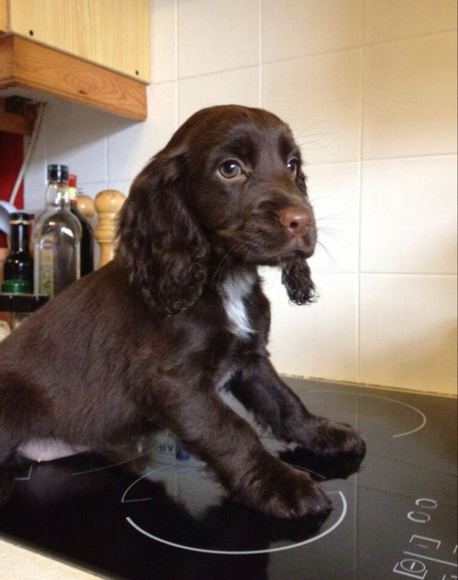 Русский спаниель щенки