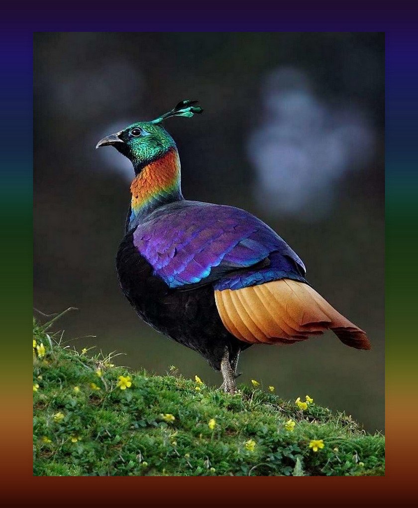 Фазан Гималайский монал