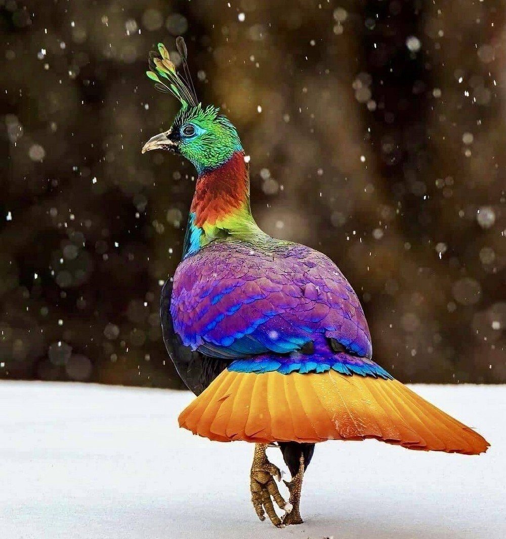 Гималайский монал Lophophorus impejanus