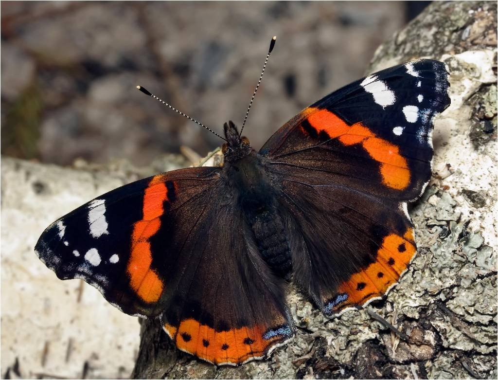 Гималайская пятнистая Королевская бабочка