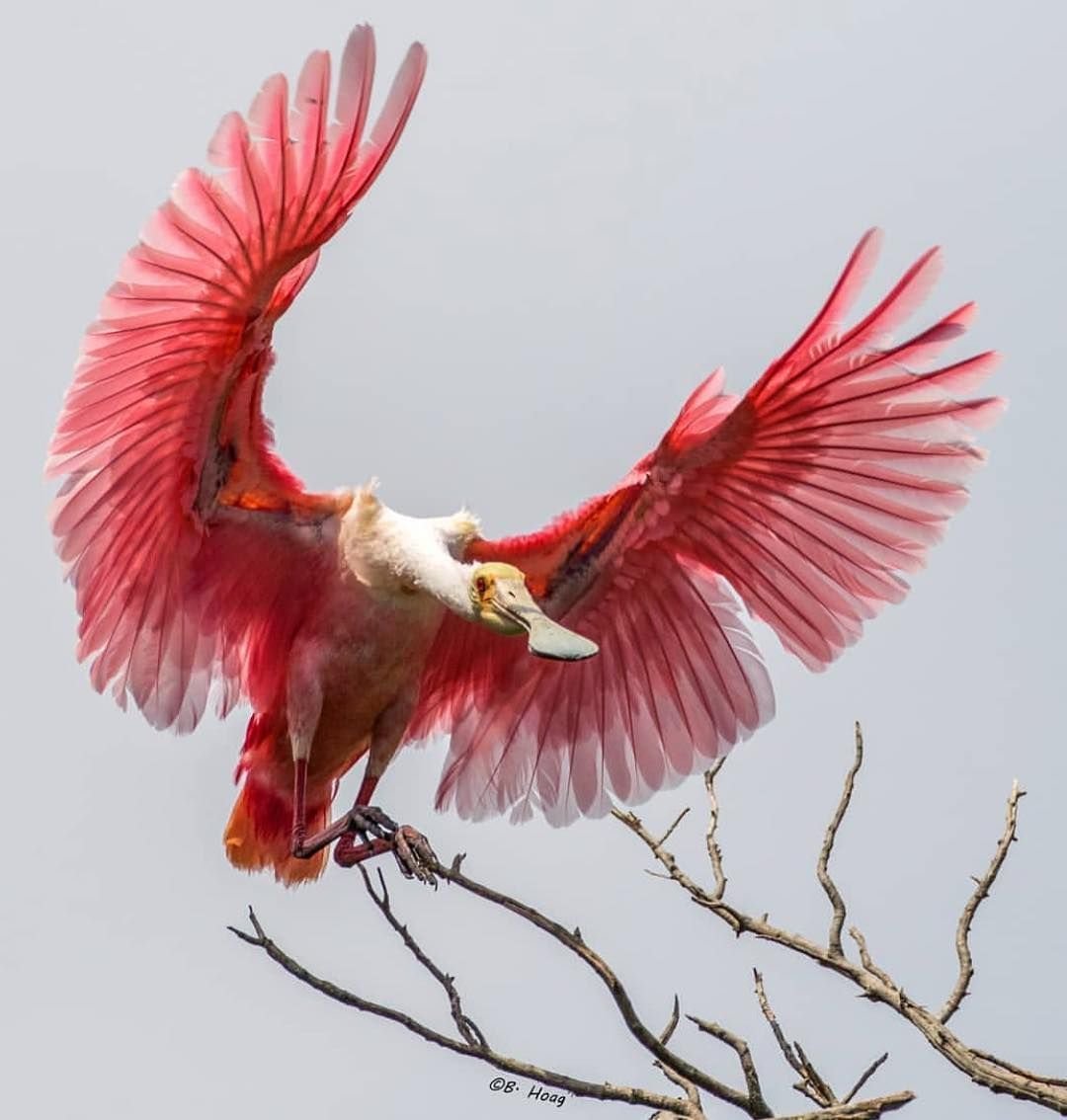 Птица приземляется