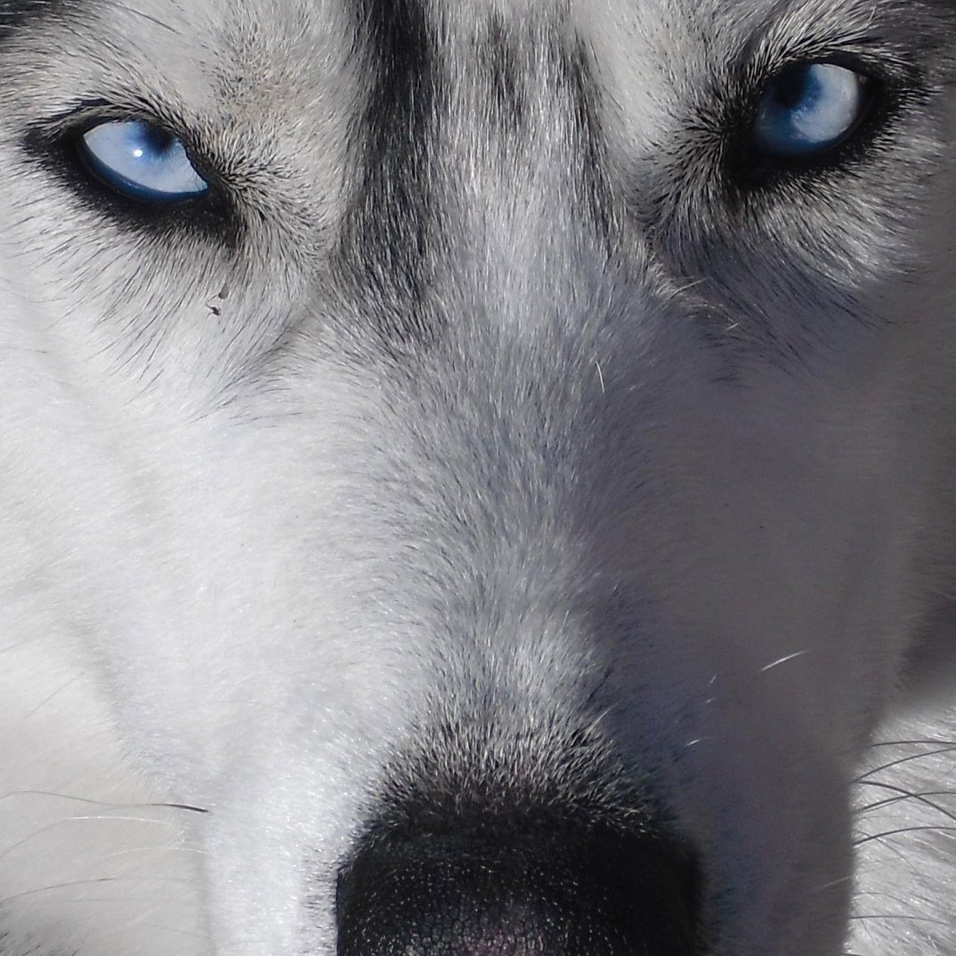 Серая собака с голубыми глазами