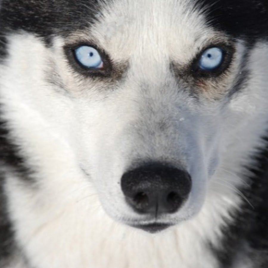 Чистокровная хаски глаза