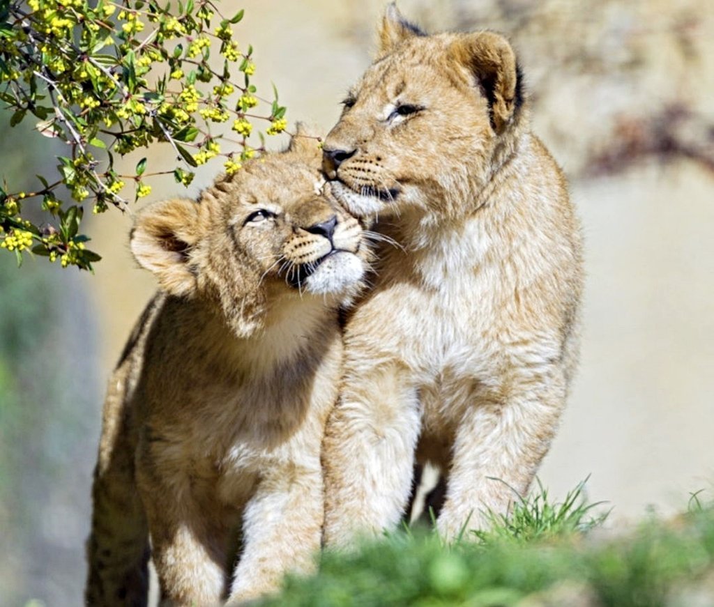 Обнимашки львята