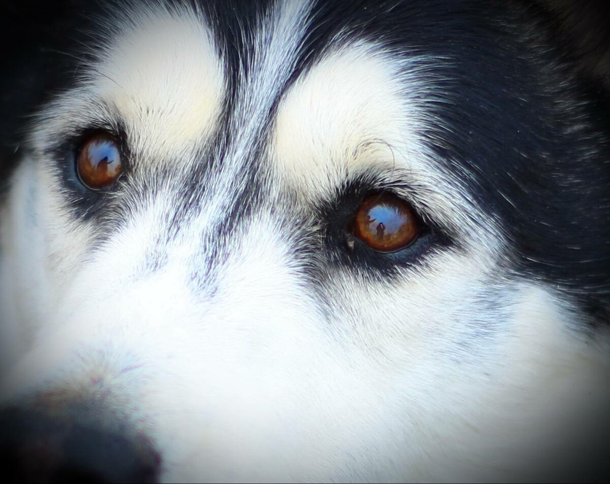 Глаза как у хаски
