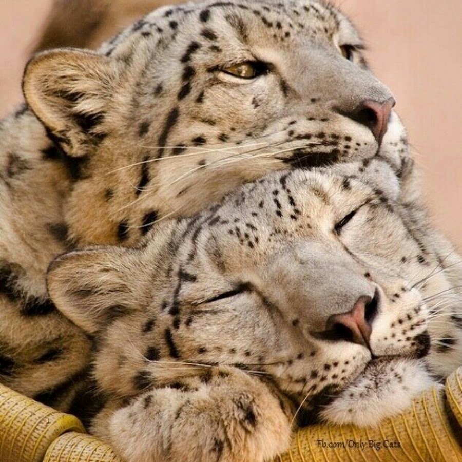Леопарды любовь