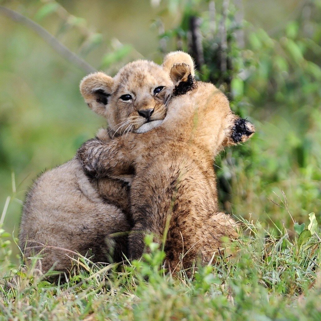Звери обнимаются